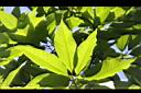 玉蘭花-葉09.JPG