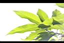 玉蘭花-葉10.JPG