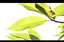 玉蘭花-葉12.JPG