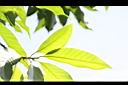 玉蘭花-葉13.JPG