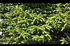 玉蘭花-葉01.JPG