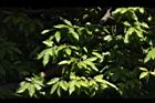 玉蘭花-葉03.JPG