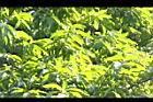玉蘭花-葉05.JPG