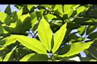 玉蘭花-葉08.JPG