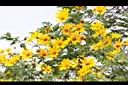 王爺葵-花06.jpg