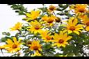 王爺葵-花10.jpg