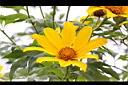 王爺葵-花13.jpg