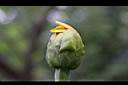 王爺葵-花苞3.jpg