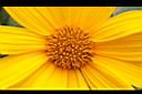 王爺葵-花蕊02.jpg