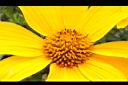 王爺葵-花蕊07.jpg