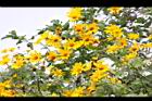 王爺葵-花02.jpg
