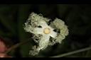 王瓜-雌花04.JPG