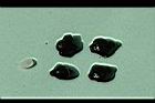王瓜-種子10.jpg