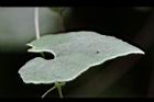 王瓜-葉1.jpg