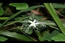 王瓜-雄花01.jpg