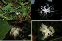王瓜-雄花1.jpg