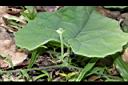 王瓜-雄花苞04.JPG