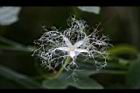 王瓜-雄花03.jpg