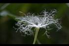王瓜-雄花07.jpg