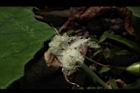 王瓜-雄花08.JPG