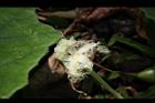 王瓜-雄花10.JPG