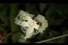 王瓜-雄花12.JPG