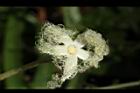 王瓜-雄花13.JPG