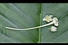 王瓜-雄花20.jpg