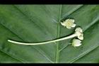 王瓜-雄花21.jpg