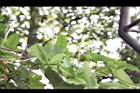 王瓜-雄花苞02.JPG