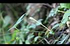王瓜-雄花苞08.jpg