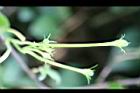 王瓜-雄花苞10.jpg