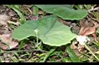 王瓜-雄花苞13.JPG