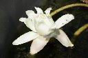 王蓮-花50.JPG