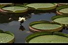王蓮-花04.JPG