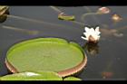 王蓮-花10.JPG