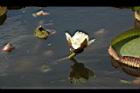 王蓮-花13.JPG