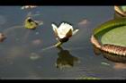 王蓮-花14.JPG