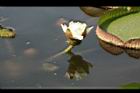 王蓮-花15.JPG
