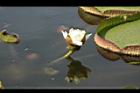 王蓮-花16.JPG