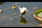 王蓮-花22.JPG