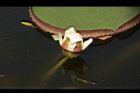王蓮-花23.JPG