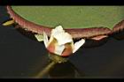 王蓮-花24.JPG