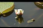 王蓮-花26.JPG