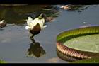 王蓮-花30.JPG