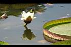 王蓮-花32.JPG