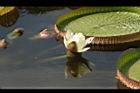 王蓮-花33.JPG