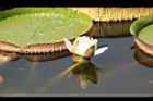 王蓮-花36.JPG