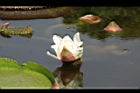 王蓮-花38.JPG
