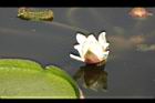王蓮-花39.JPG